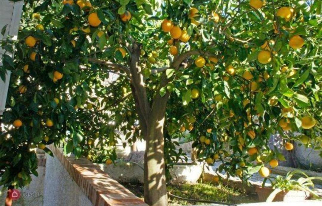 B&B Terramare 몬티아노 외부 사진